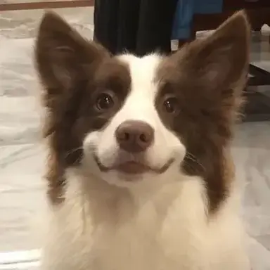 Profile image of Vincenzo