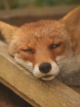 Profile image of 히나모토 여우