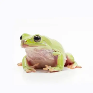 Profile image of カエル