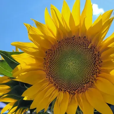 Profile image of オリーザ