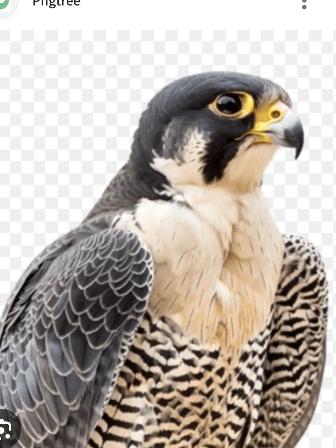 HomelySalty1328의 송골매를키워보세요!