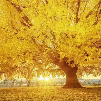 Profile image of 각별