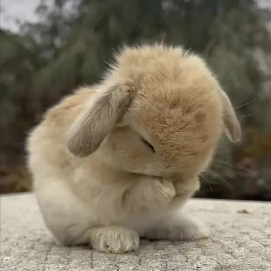 mumumoo의 몸이 약한 토끼 인절미