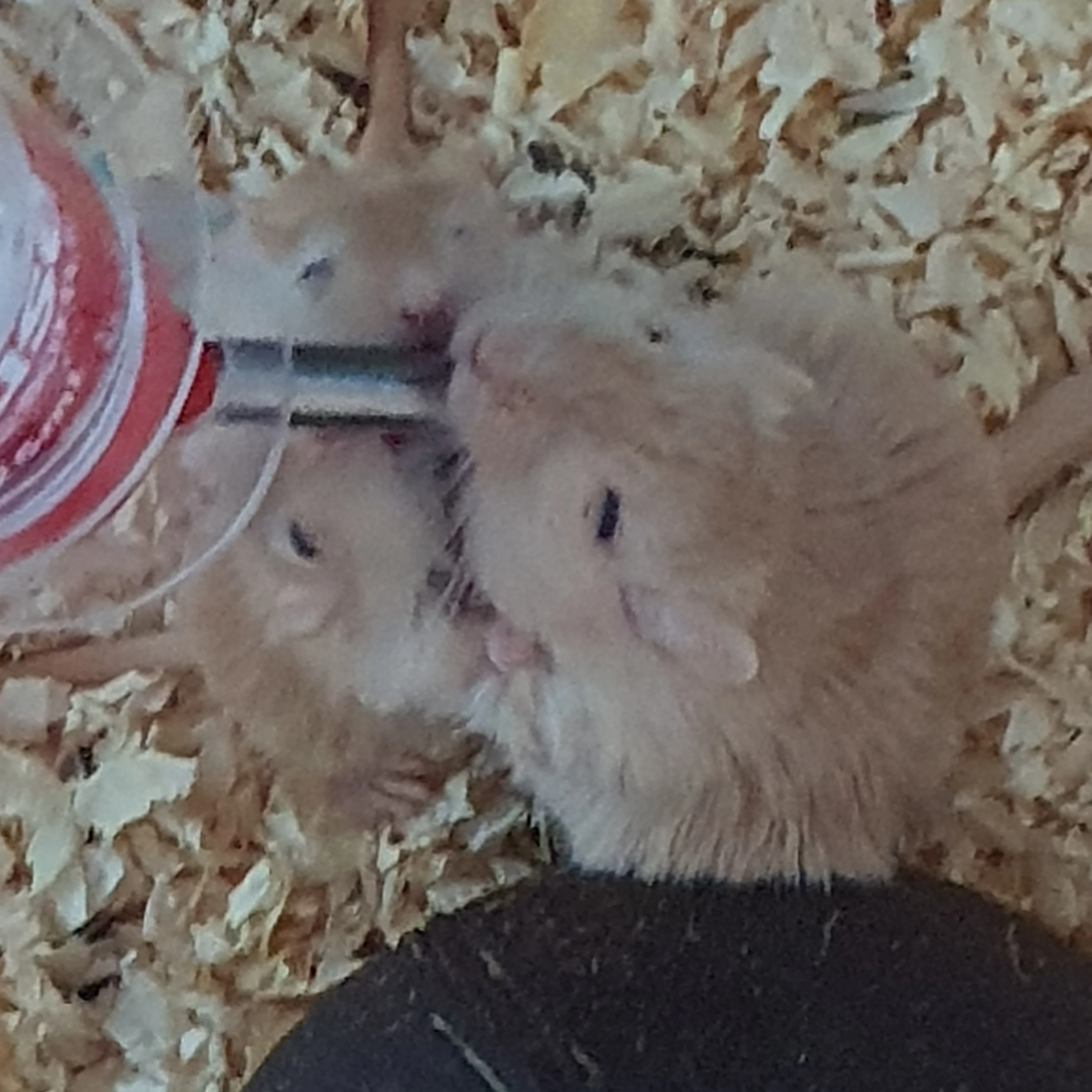 귀여운 저빌