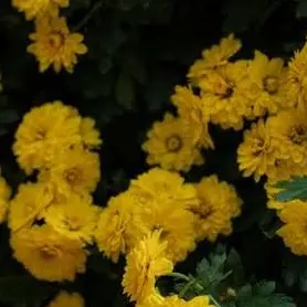 Profile image of 각별