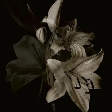 Profile image of 김일영