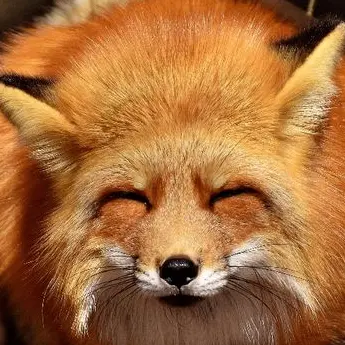 Profile image of 여우