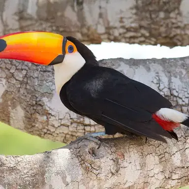 Profile image of 투칸이