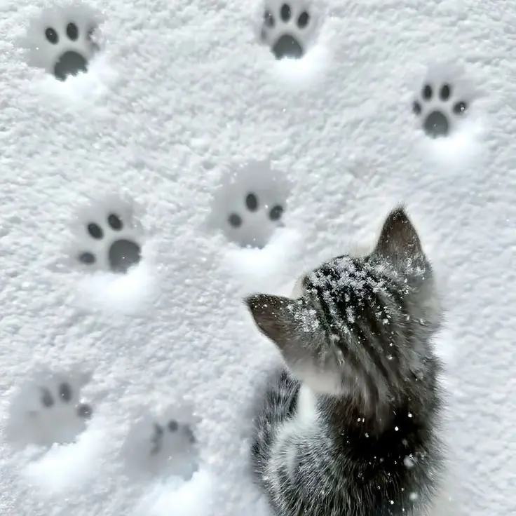 VividMouth7204의 自己満