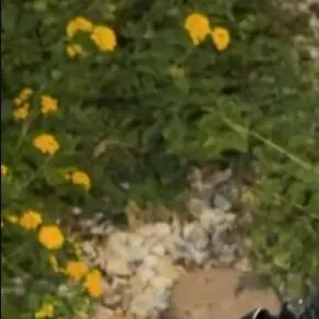 Profile image of 이나경