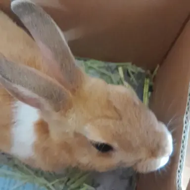 Profile image of 쿠키런 킹덤