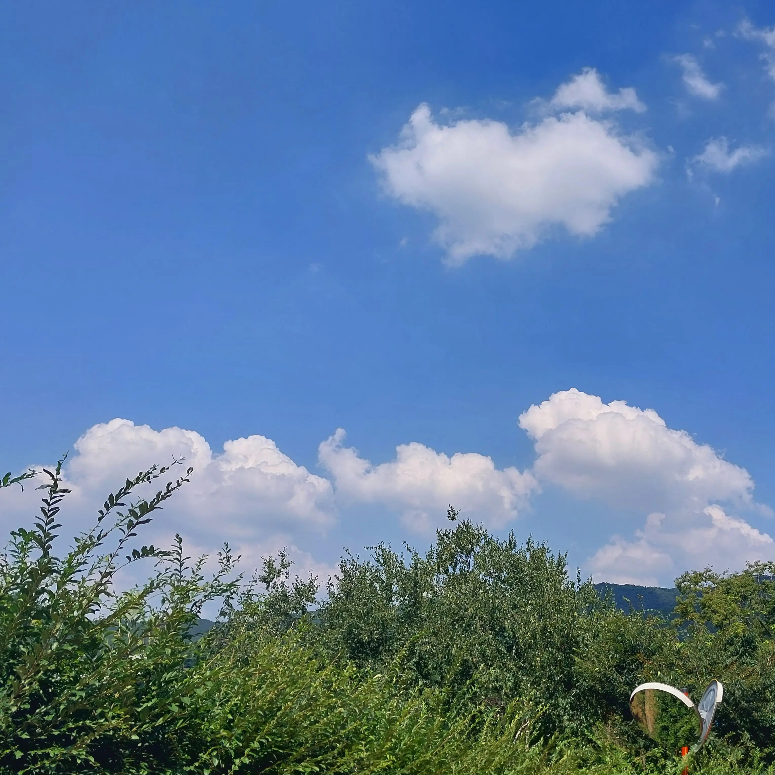 ProneHarp3519의 고고프렌즈+여우