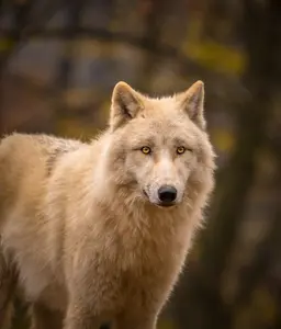 Profile image of Felix