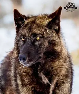 Profile image of Jeongin