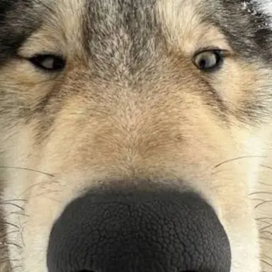 Profile image of 늑대