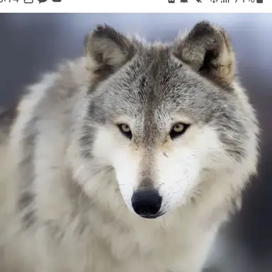 Profile image of 늑대
