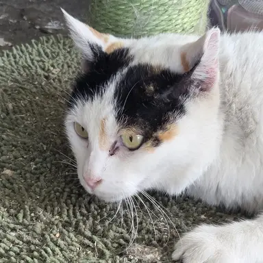 Profile image of 냐옹신