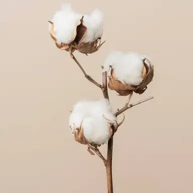 Profile image of 凛花