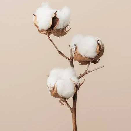 凛花