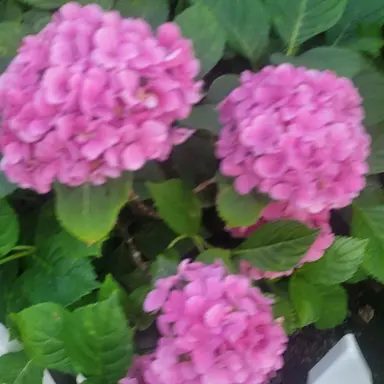 Profile image of 필립