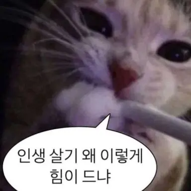 Profile image of 인생 고양이