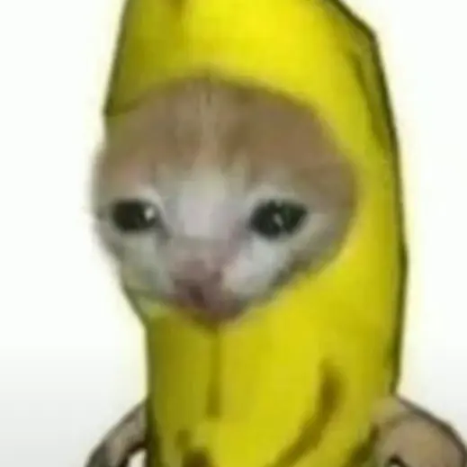 ChubbyNewt8943의 고양이 짤 모임