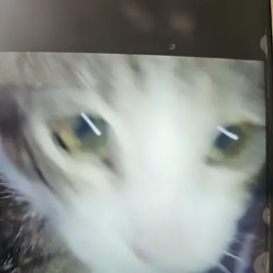 Profile image of 고양이ㅁㄹ