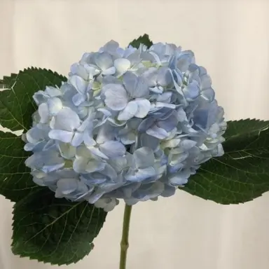 Profile image of ベイル