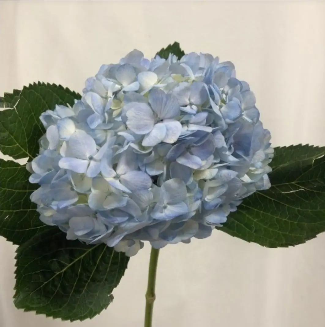 ModestTile0390의 わし、そんなに老けて見えるかのう？