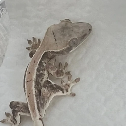 크레스티드 게코