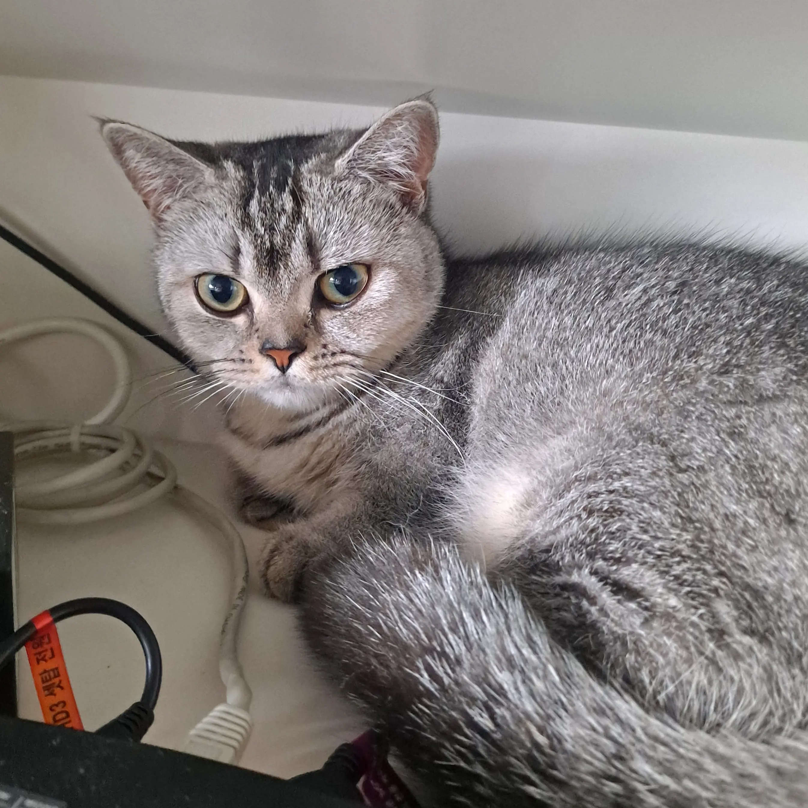 SquareLamp6255의 루나