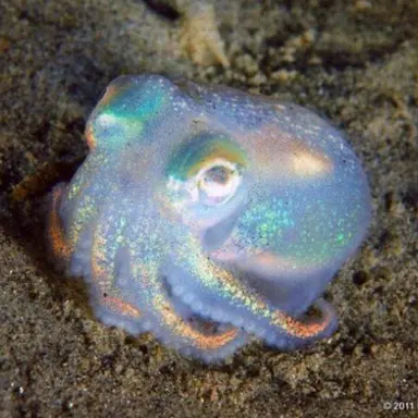 Profile image of 론