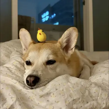 Profile image of 홍삼