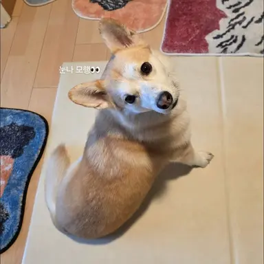 Profile image of 홍삼