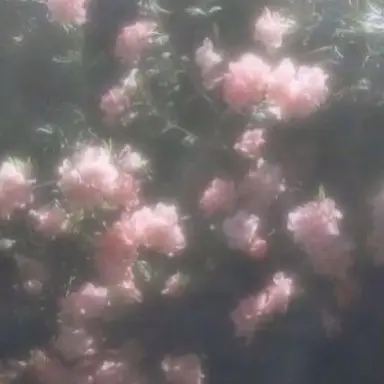 Profile image of 밥풀