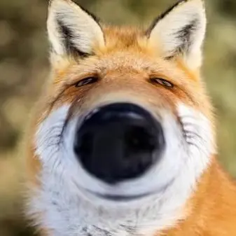 Profile image of 미효