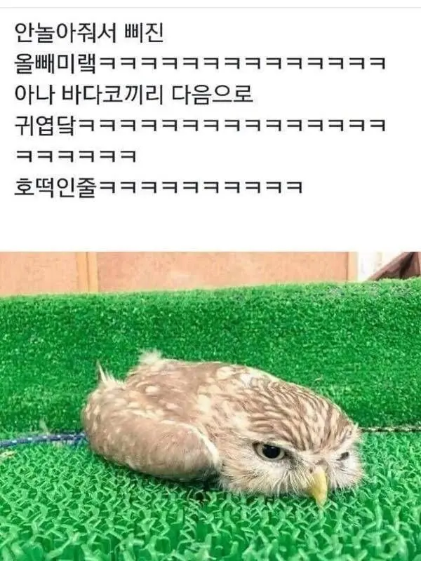 HAIKYU_ii의 삐진 올빼미ㅣㅣ