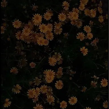 Profile image of 쪼만