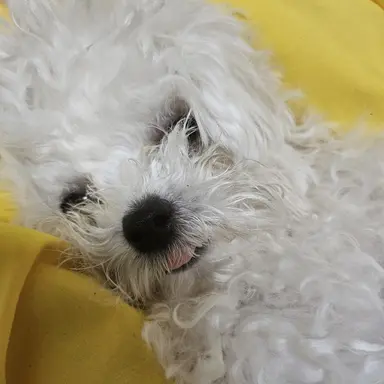 Profile image of 댄디월드