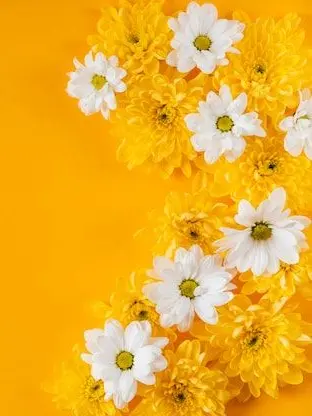 SleepGround..의 주인 나만봐줘 응?(덕개)