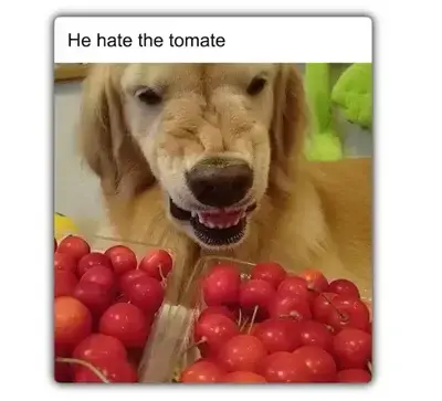 ClassyFog8303의 Buster hates tomatoes