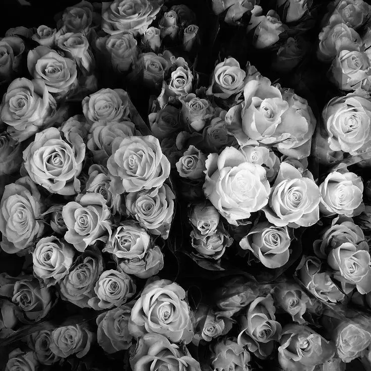 EvE0의 ⁺˚⋆｡°₊  ˚ ༘ 𖦹.⋆.𓍊