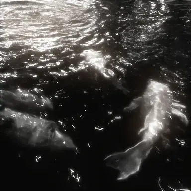 Profile image of 中原中也