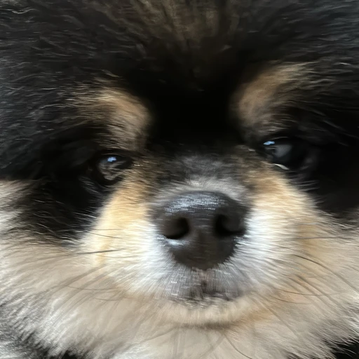 꼬미