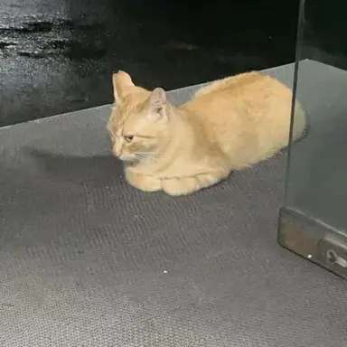 Profile image of Caesar Alexandrovich