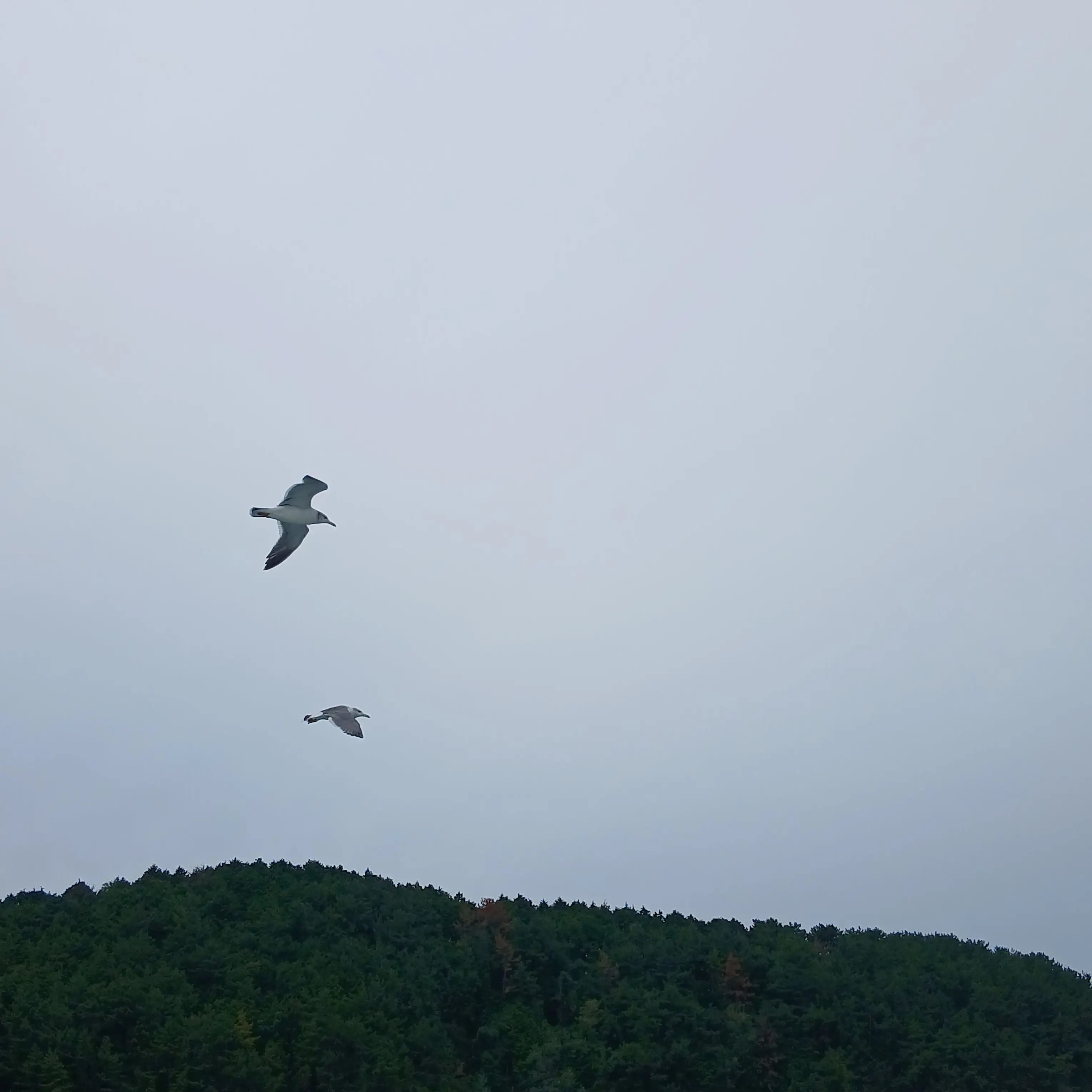 DecentPansy1793의 한태산