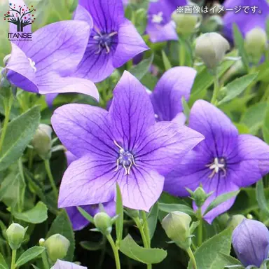 Profile image of 高木雄也