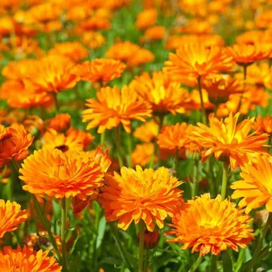 Profile image of 有岡大貴