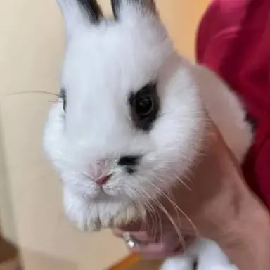 Profile image of Mimi
