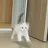 고양이